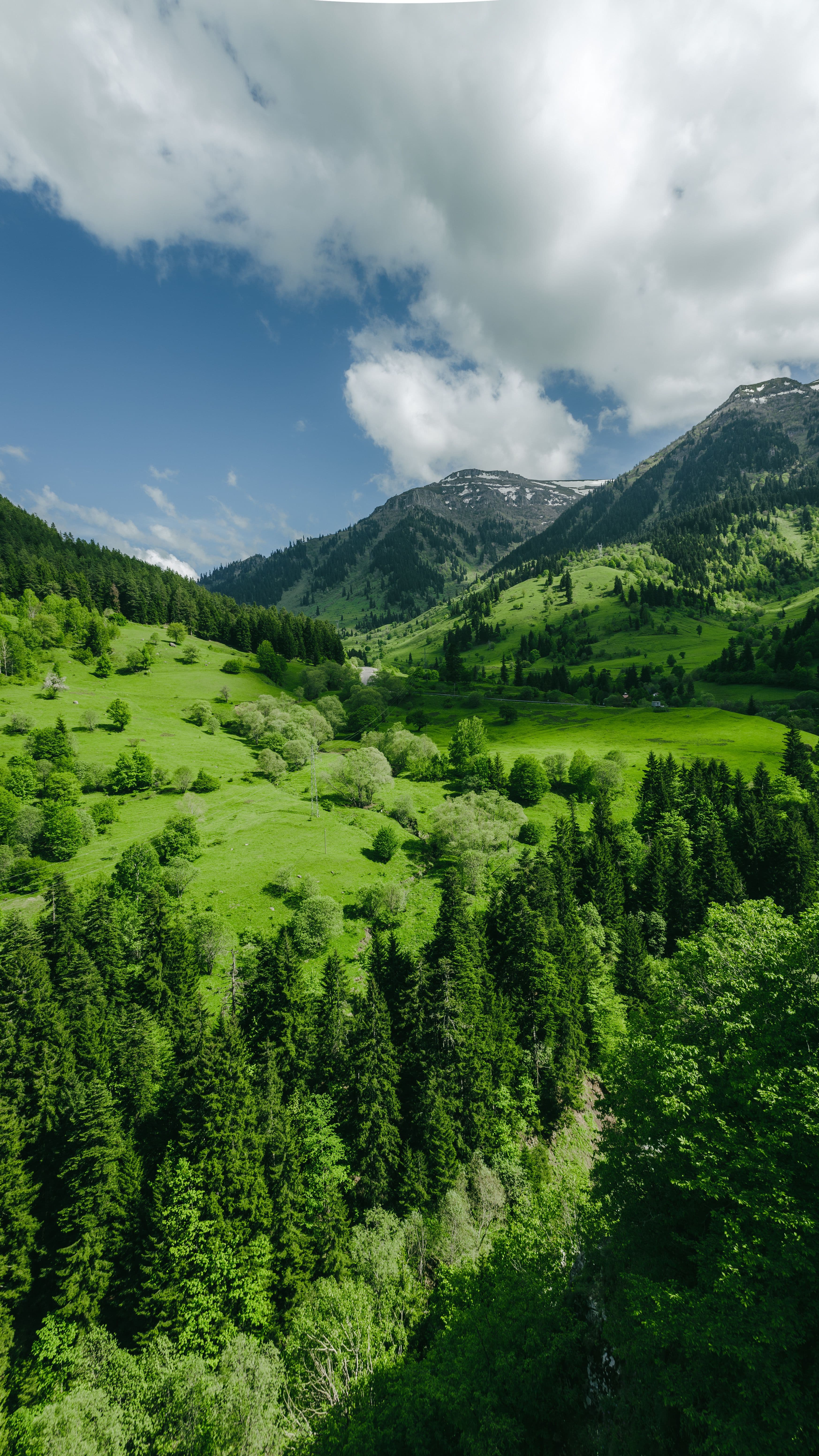 Paisaje de bosque verde y montañas